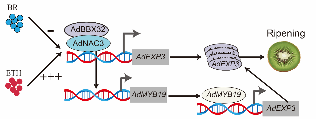 图2  AdNAC3和AdMYB19调控果实软化的模型图.png