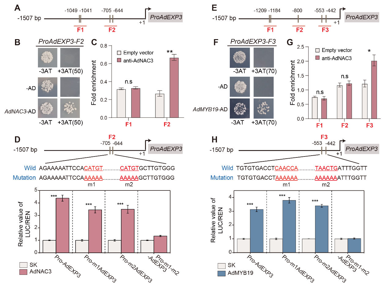 图1 转录因子AdNAC3和AdMYB19对AdEXP3的调控效应.png