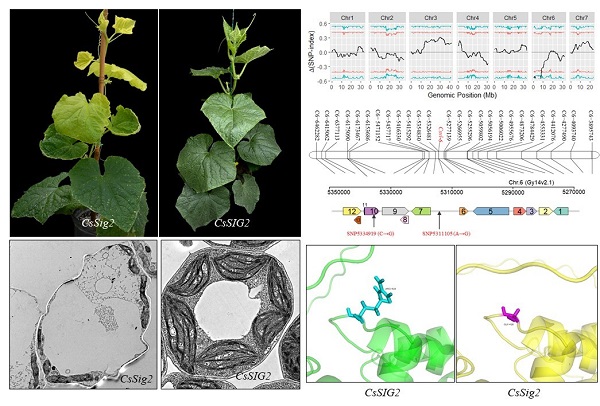 图片2 Cssig2的表型及遗传定位.jpg