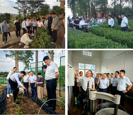 与会专家考察西乡茶叶试验示范站.gif