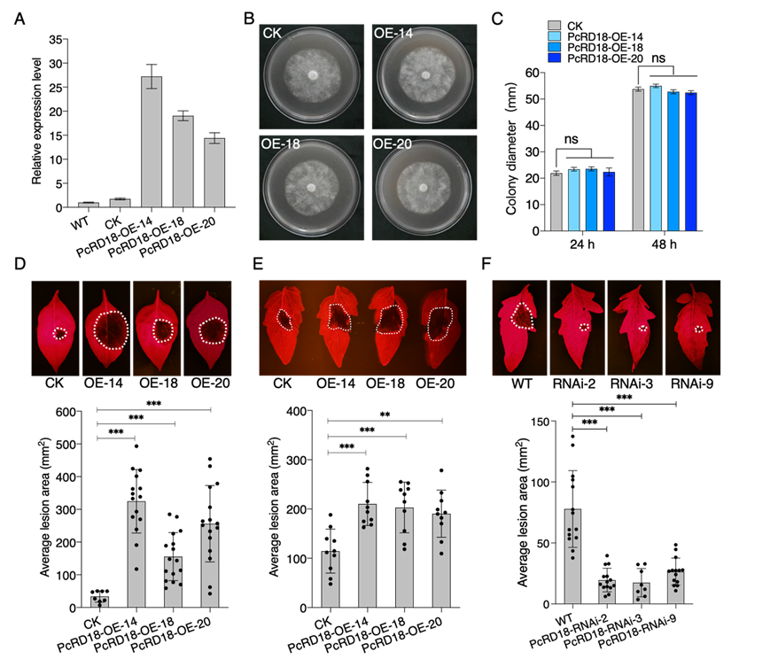 图1 辣椒疫霉菌效应蛋白PcRD18在病原菌致病性中起关键作用.png