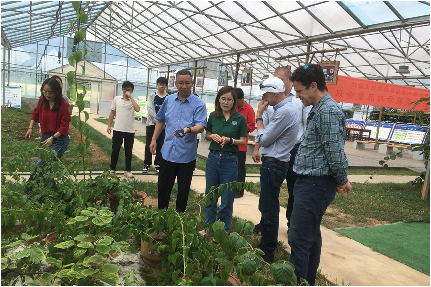 参观猕猴桃试验站猕猴桃砧木试验研究.png