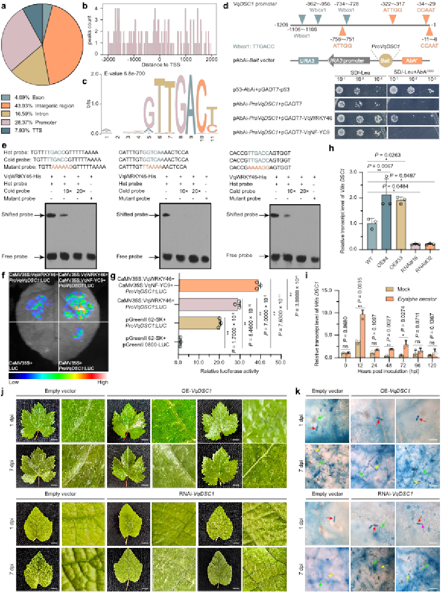 图5 VqNF-YC9协同VqWRKY46激活抗性基因VqDSC1的转录调控.png