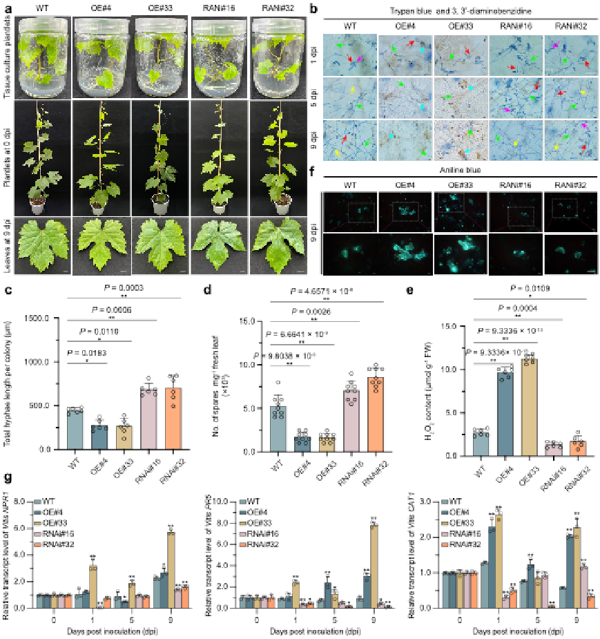 图1 VqWRKY46增强转基因葡萄对白粉病抗性.png