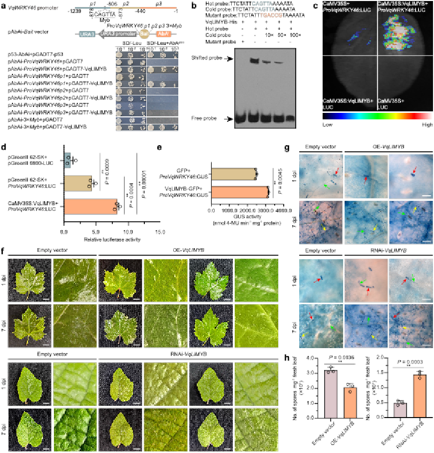 图2 VqLIMYB结合VqWRKY46启动子上Myb motif并激活其转录.png