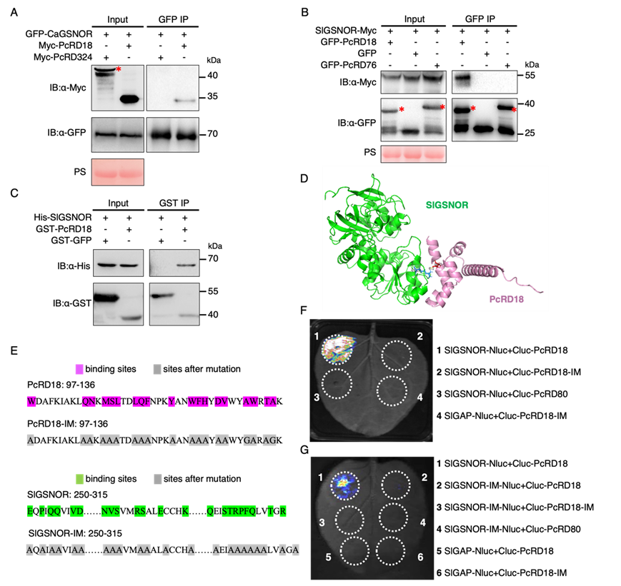 图2 PcRD18与寄主GSNOR的互作以及互作关键位点验证.png