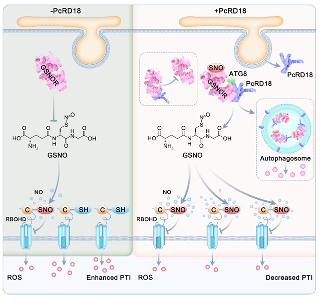 图5 辣椒疫霉菌效应蛋白PcRD18操纵寄主NO平衡而促进寄主作物感病的工作模型.png