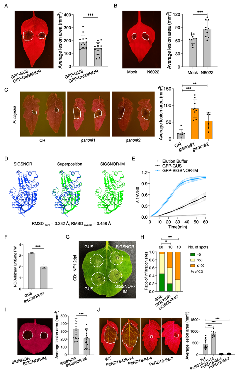 图4 GSNOR被效应蛋白PcRD18结合的位点突变后增强了GSNOR的抗性功能.png
