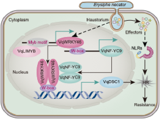 图6 信号模块调控葡萄抗白粉病的分子机制.png