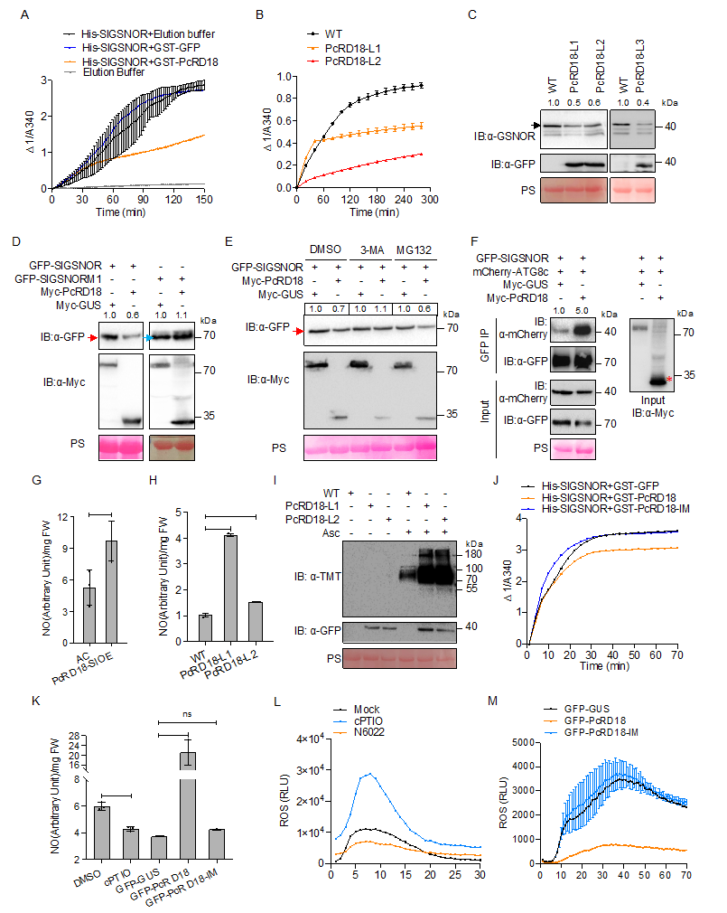 图3 PcRD18通过抑制GSNOR活性和蛋白稳定性提高寄主中的NO和S-亚硝基化修饰水平.png