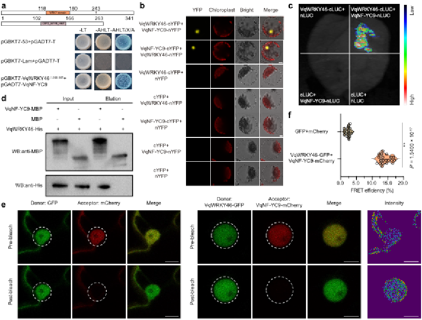 图3 VqWRKY46与VqNF-YC9相互作用.png