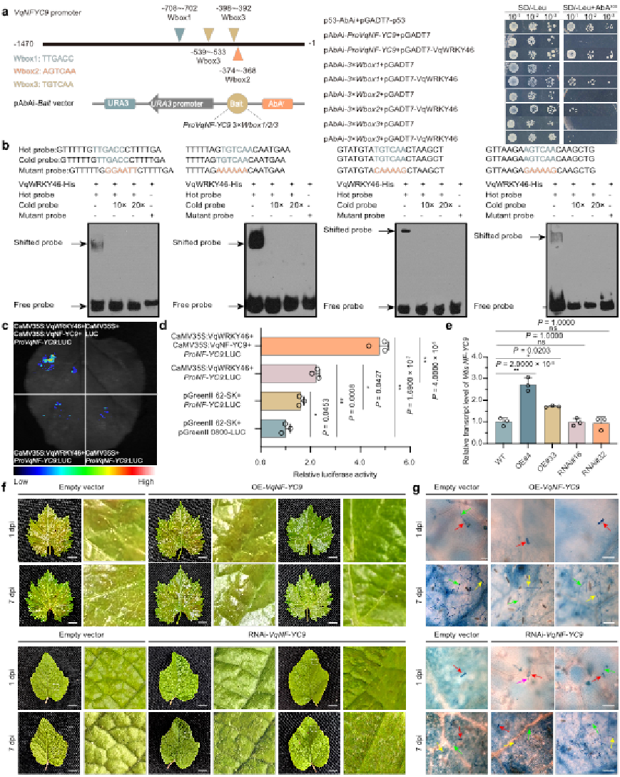 图4 VqWRKY46与VqNF-YC9的启动子上W-box元件结合并激活其表达.png
