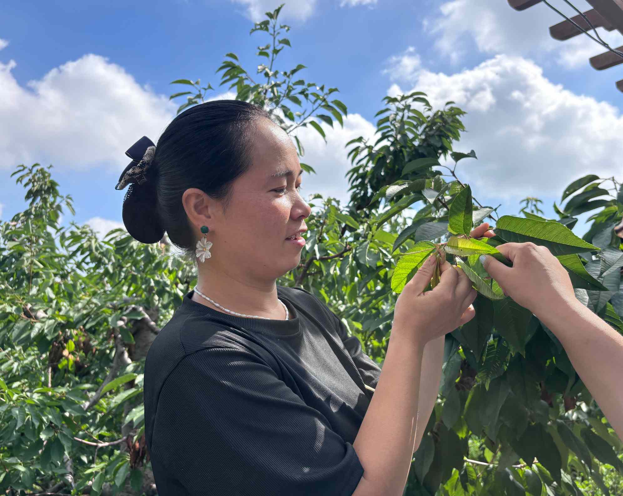 图1 曹大燕介绍樱桃树.jpg