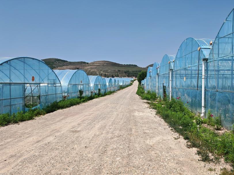 暑期实践投稿＋365英国上市官方网站赴西北干旱盐碱地设施番茄高质量发展调研服务队+科技赋能盐碱地 设施农业促振兴（图2）.jpg