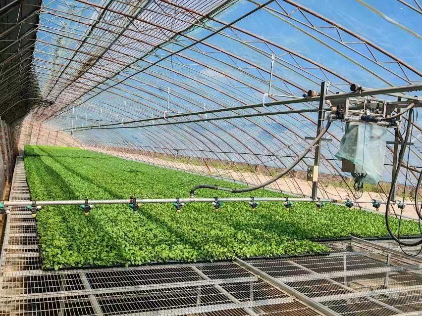 暑期实践投稿＋365英国上市官方网站赴西北干旱盐碱地设施番茄高质量发展调研服务队+科技赋能盐碱地 设施农业促振兴（图1）.jpg