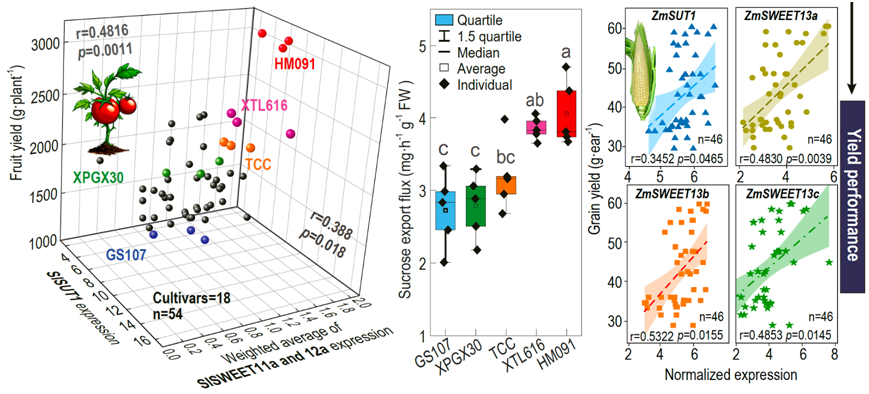 图2 韧皮部协同装载能力直接影响产量水平.png