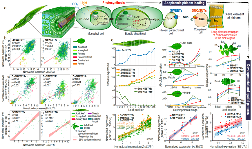 图1 作物光合产物装载中的“释放”和“吸收”步骤的协同调控.png