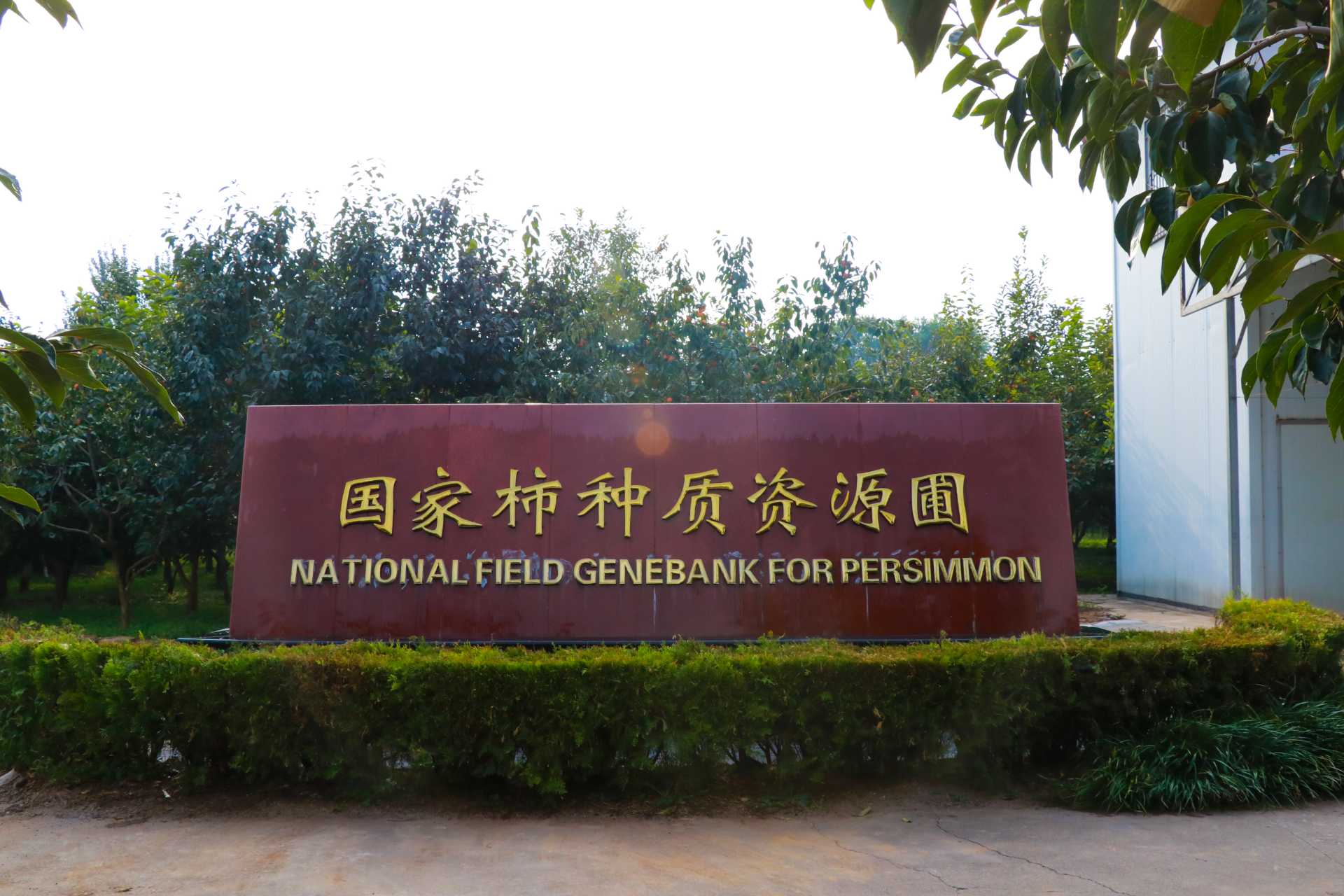 国家柿种质资源圃.jpg