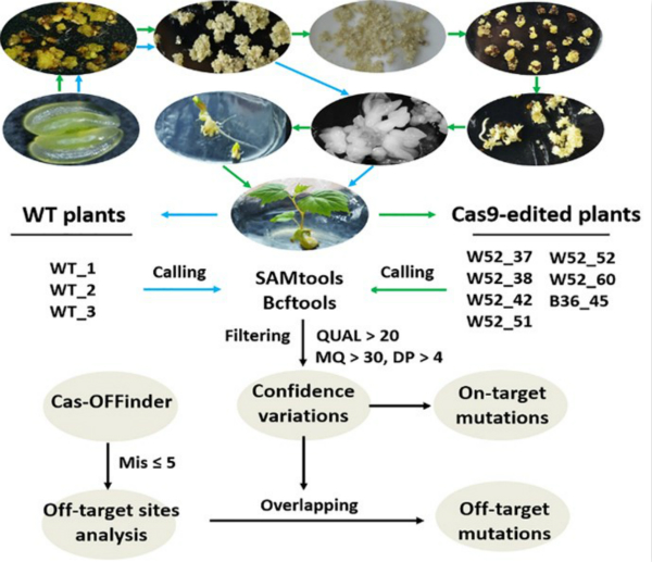Schematic diagram of on- and off-target analysis by whole genome sequencing-1jpg.jpg